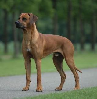 A rhodesian ridgeback