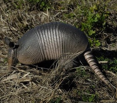 An armadillo