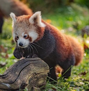A red panda