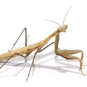 A praying mantis