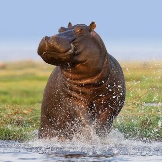 A hippopotamus splashing through a river